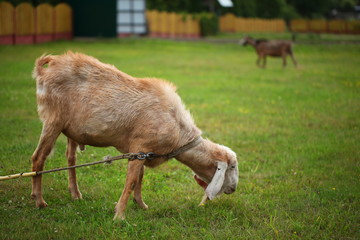 goat on green grass