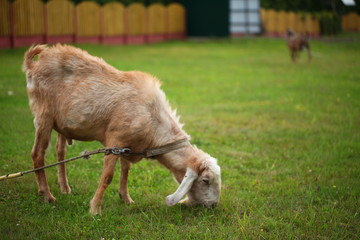 Fototapeta premium goat on green grass