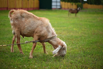 Fototapeta premium goat on green grass