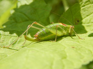 Cricket