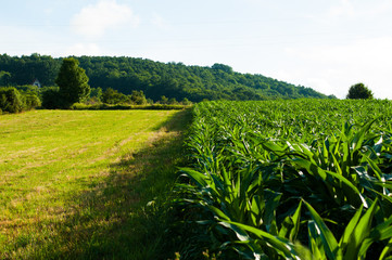 Beautiful natural landscape in the summer time.Mountain
