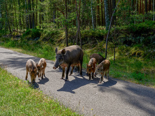 Wild in the city, Krasibor around Swinoujscia, Poland - a wild walk along the bike trail