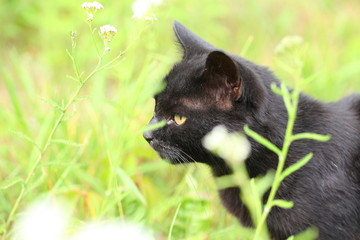 black cat outdoors