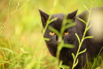 black cat outdoors