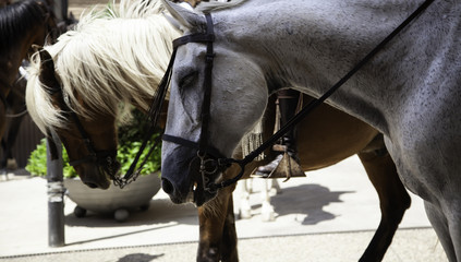 Horses in pilgrimage