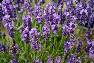 Lavender in full bloom, Poland