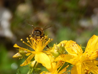 Bee
