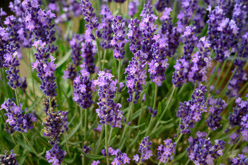 Lavender in full bloom, Poland