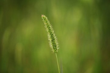 closeup of green grass