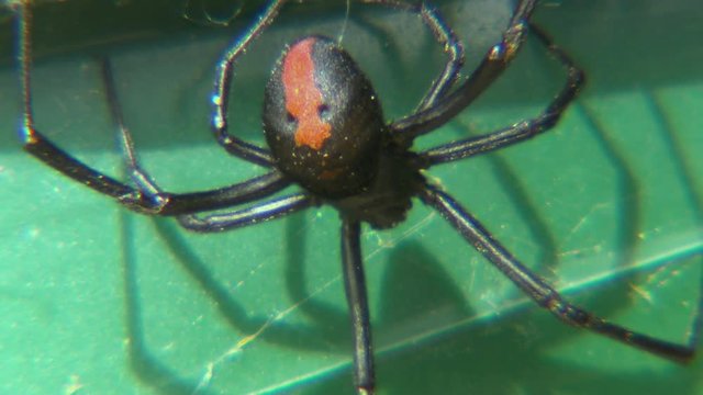 Close up of an upside down Australian redback spider on a lawnchair