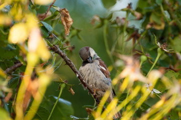 Sparrow on the tree in summer time.Sparrow in nature
