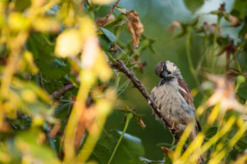 Sparrow on the tree in summer time.Sparrow in nature