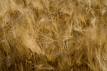 Heads of a barley (Latin: Hordeum vulgare) in blurred background of the huge crop field. Early morning with low sun that casts golden light over the field in wind. Mid July in Estonia, Europe.