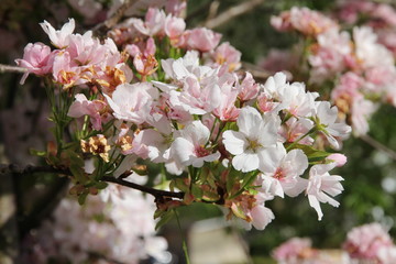 Kirschblüten im Frühling
