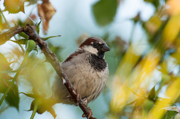 Sparrow on the tree in summer time.Sparrow in nature