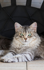 Lovable cat of livestock in relax in a garden, siberian purebred kitten