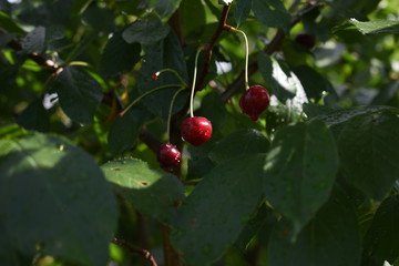 Cherries hanging on a cherry tree branch.