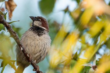 Sparrow on the tree in summer time.Sparrow in nature