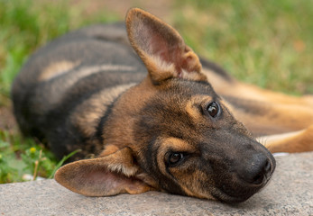 Portrait of a homeless puppy dog ​​lying on the grass