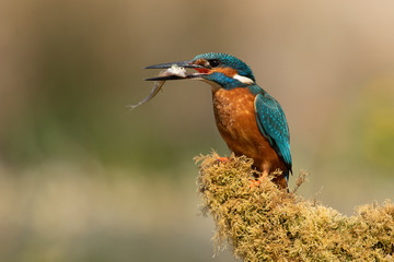 Kingfisher (Alcedo atthis) perched on moss covered branch with a captured fish in his beak
