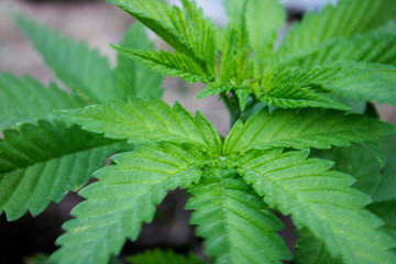 Mature Marijuana Plant with Leaves.