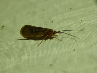 Trichoptera