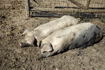 Fototapeta premium Pigs on farm