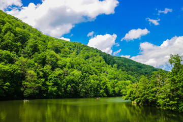 Green forest landscape. Mountain forest. Forest lake in the mountains. Lake view mountain forest.