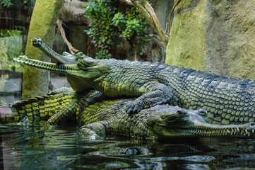 Ganga gavial in the water