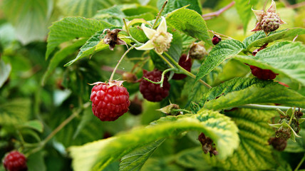 raspberry berry