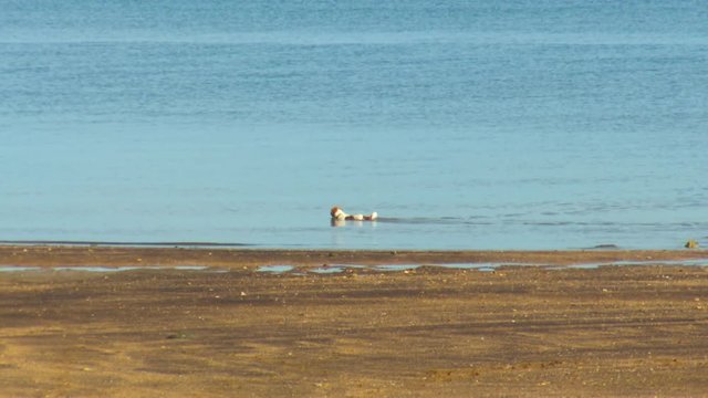 Tracking wide shot of a brown and white dog wading in the ocean along a beach