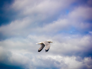 seagull flight in the blue sky
