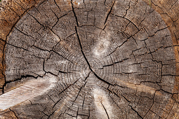 Fototapeta premium Aged cracked wooden Round saw cut with rings and texture. Circular vintage background