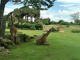 giraffes in the park