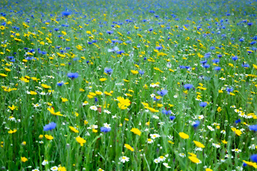 Fototapeta premium wildflower meadow