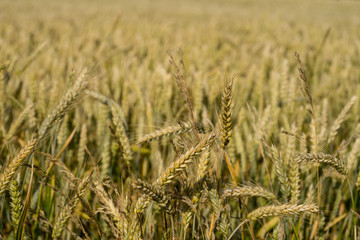 Heads of a summer wheat (genus Triticum) in blurred background of the huge crop field. Evening with low sun that casts golden light over the field in wind. Mid July in Estonia, Europe.