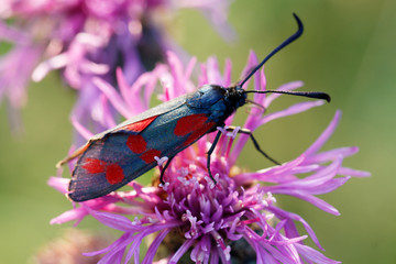 Insecte