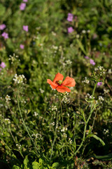 Fototapeta premium Close up photo from above of a bright red poppy in green meadow. Blurred background with green and red color splashes. July in Estonia, Europe.