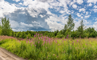 Summer landscape cloudy sky and blooming Ivan-tea in the Leningrad region.