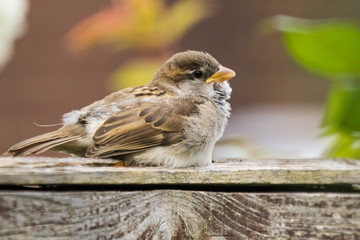 house sparrow