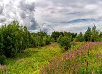 Summer landscape cloudy sky and blooming Ivan-tea in the Leningrad region.