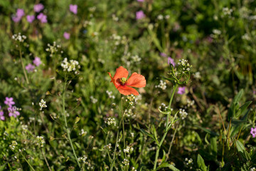 Close up photo from above of a bright red poppy in green meadow. Blurred background with green and red color splashes. July in Estonia, Europe.