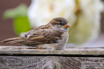 house sparrow