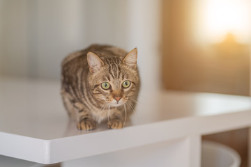 Beautiful short hair cat sitting on white table at home