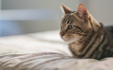Beautiful short hair cat lying on the bed at home