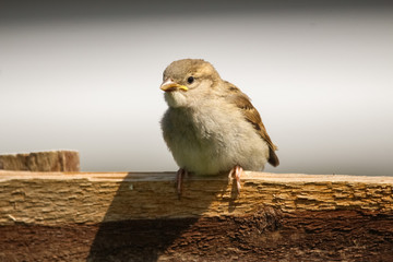house sparrow