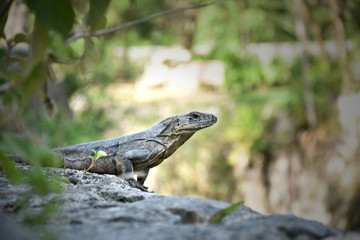 Iguana