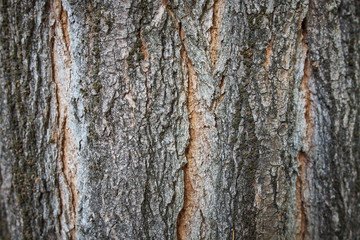 Tree bark texture