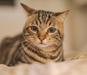 Beautiful short hair cat lying on the bed at home