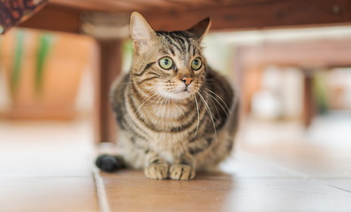 Beautiful short hair cat playing and lying on the floor at the garden at home